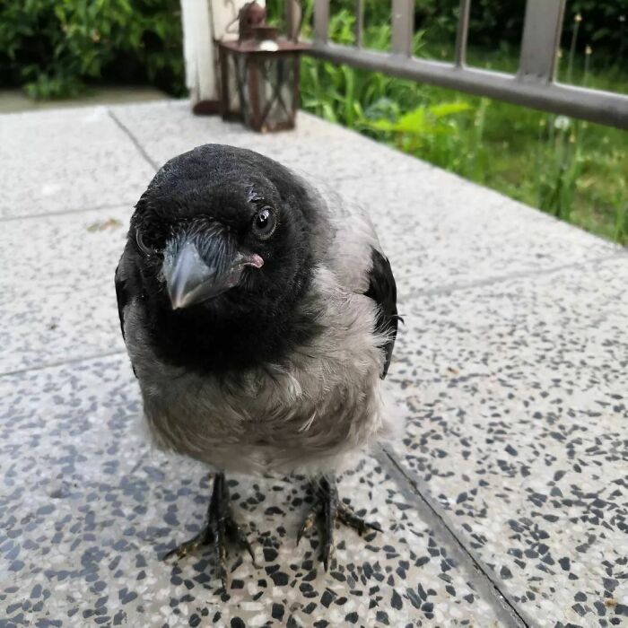 77 Ominously Cute Crow Pictures 77 Ominously Cute Crow Pictures