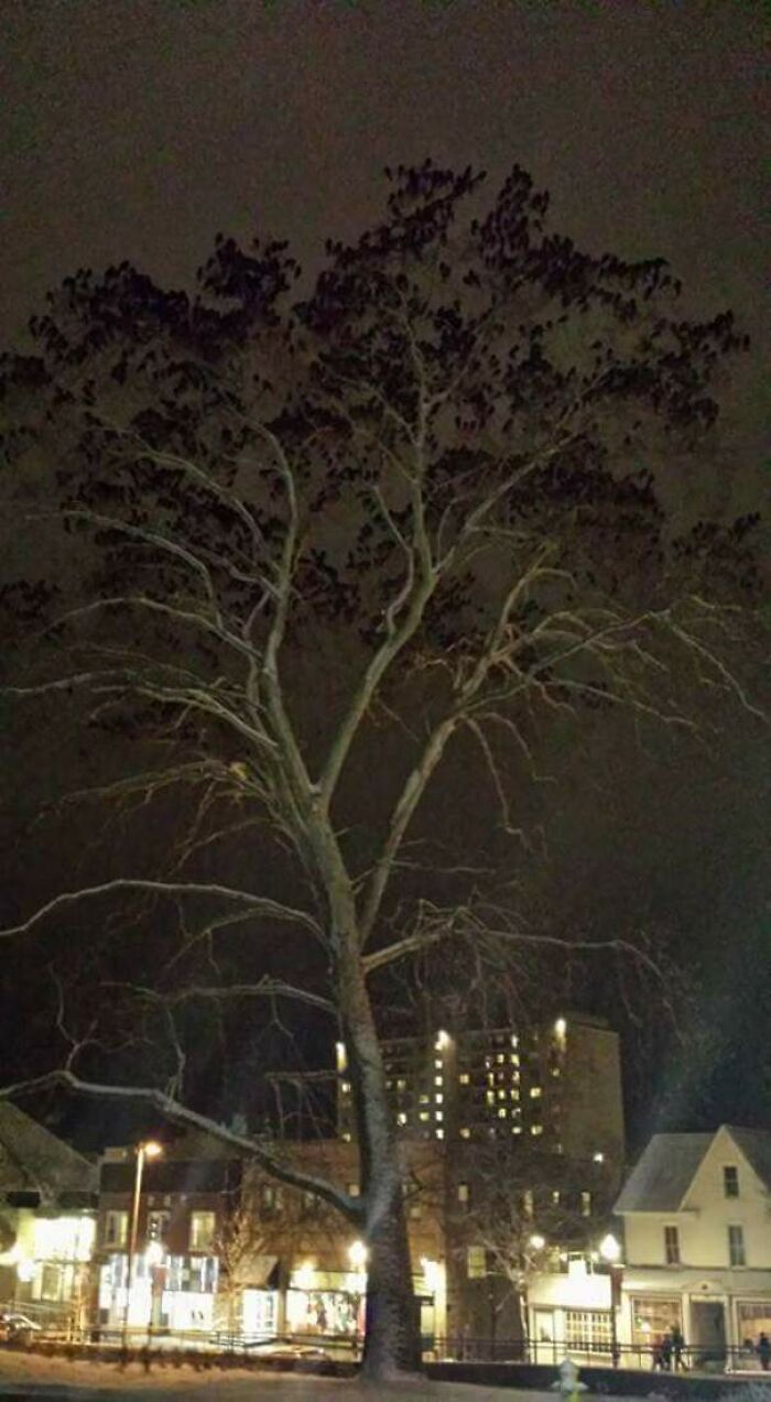 77 Ominously Cute Crow Pictures 77 Ominously Cute Crow Pictures