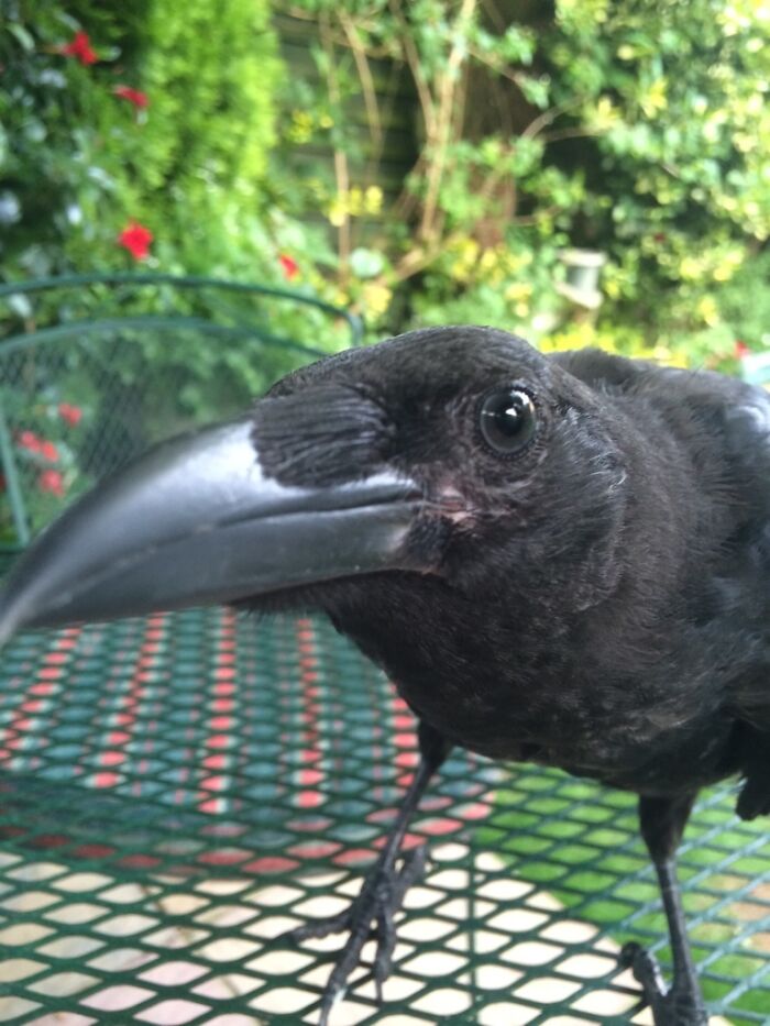 77 Ominously Cute Crow Pictures 77 Ominously Cute Crow Pictures