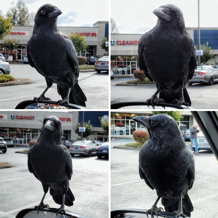 77 Ominously Cute Crow Pictures 77 Ominously Cute Crow Pictures