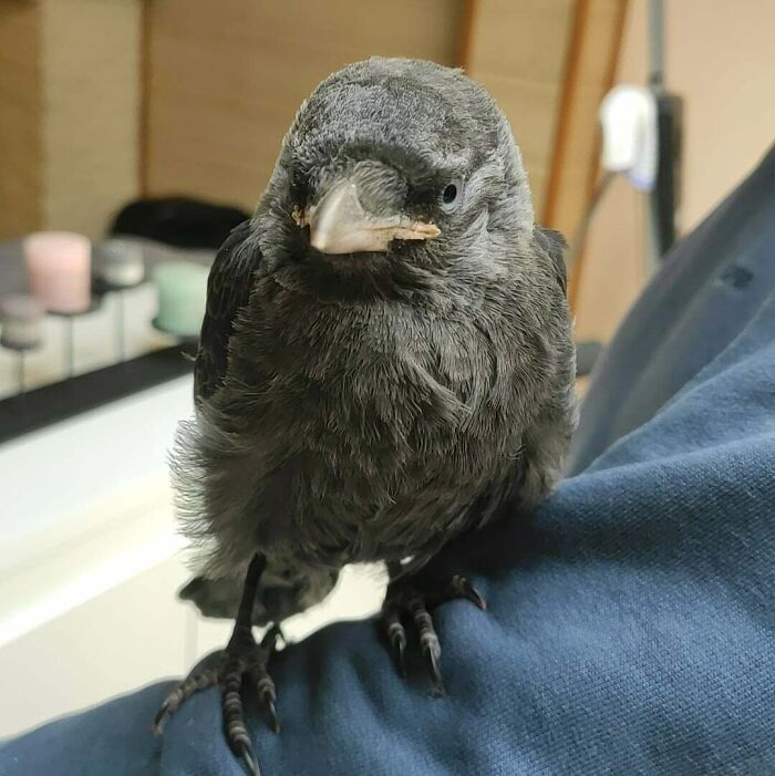 77 Ominously Cute Crow Pictures 77 Ominously Cute Crow Pictures