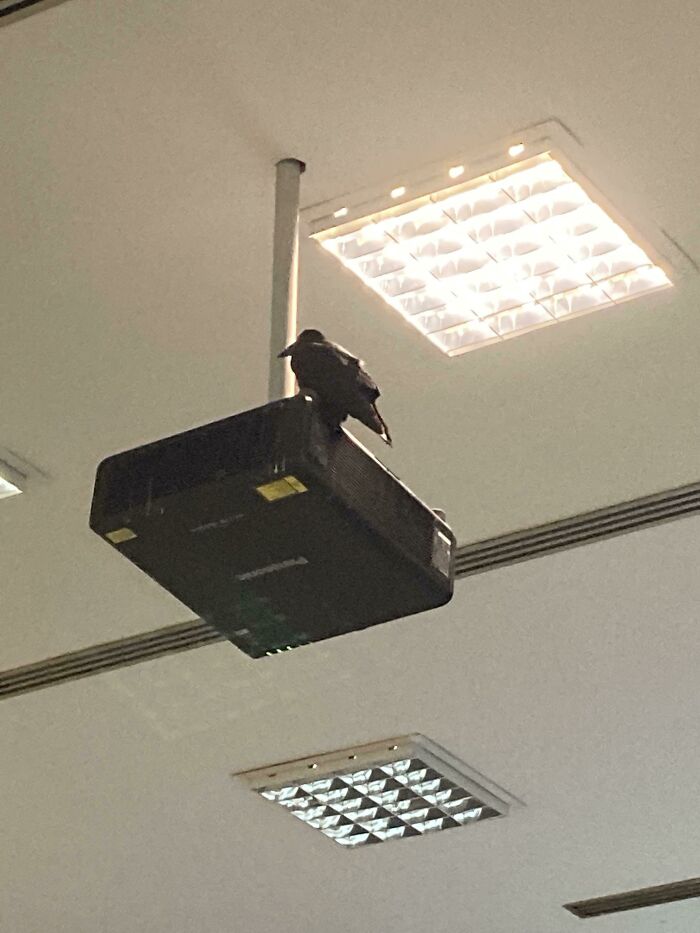 77 Ominously Cute Crow Pictures 77 Ominously Cute Crow Pictures