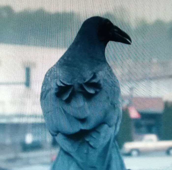 77 Ominously Cute Crow Pictures 77 Ominously Cute Crow Pictures