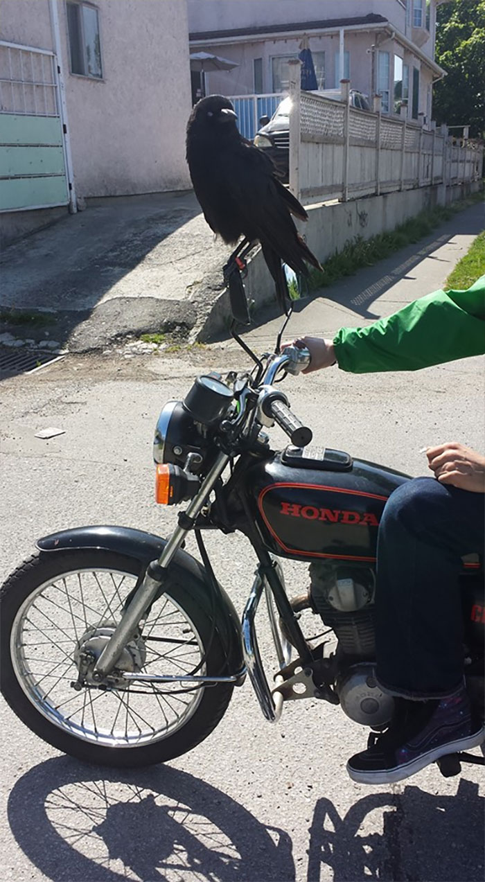 77 Ominously Cute Crow Pictures 77 Ominously Cute Crow Pictures