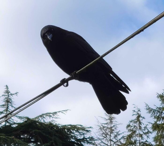 77 Ominously Cute Crow Pictures 77 Ominously Cute Crow Pictures