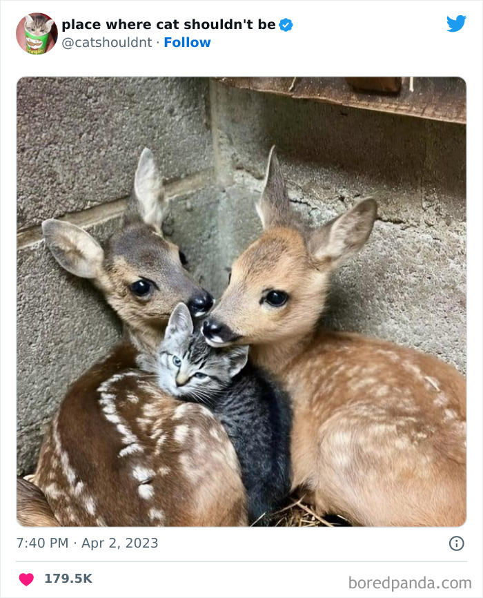 50 Hilarious Photos Of Cats Getting Into Places Where They Probably Shouldn’t Be (New Pics) 50 Hilarious Photos Of Cats Getting Into Places Where They Probably Shouldn’t Be (New Pics)