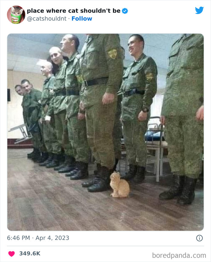 50 Hilarious Photos Of Cats Getting Into Places Where They Probably Shouldn’t Be (New Pics) 50 Hilarious Photos Of Cats Getting Into Places Where They Probably Shouldn’t Be (New Pics)