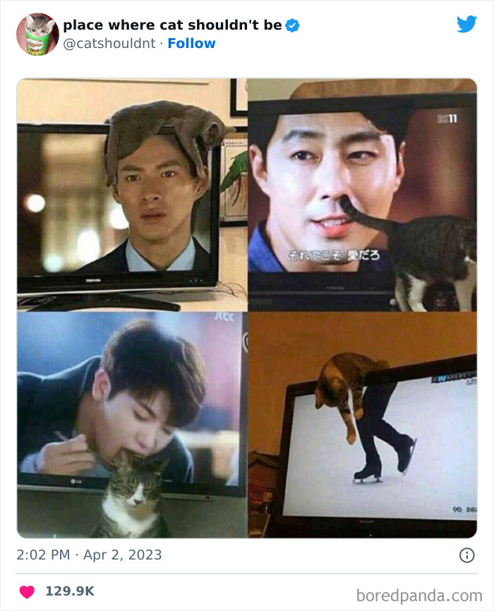 50 Hilarious Photos Of Cats Getting Into Places Where They Probably Shouldn’t Be (New Pics) 50 Hilarious Photos Of Cats Getting Into Places Where They Probably Shouldn’t Be (New Pics)