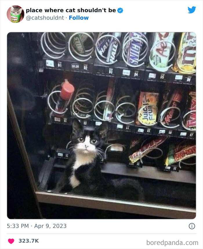 50 Hilarious Photos Of Cats Getting Into Places Where They Probably Shouldn’t Be (New Pics) 50 Hilarious Photos Of Cats Getting Into Places Where They Probably Shouldn’t Be (New Pics)