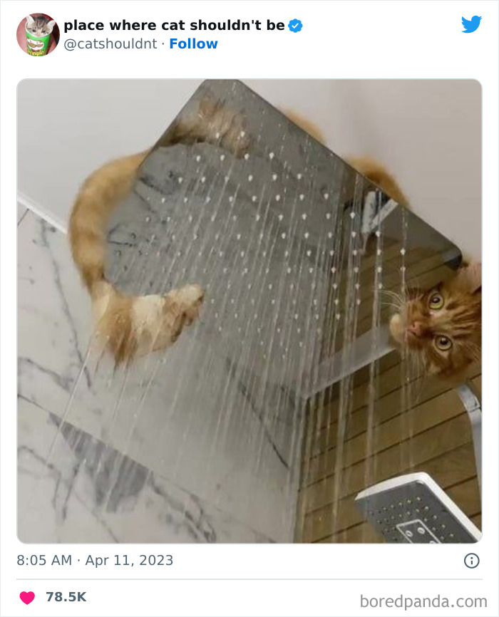 50 Hilarious Photos Of Cats Getting Into Places Where They Probably Shouldn’t Be (New Pics) 50 Hilarious Photos Of Cats Getting Into Places Where They Probably Shouldn’t Be (New Pics)