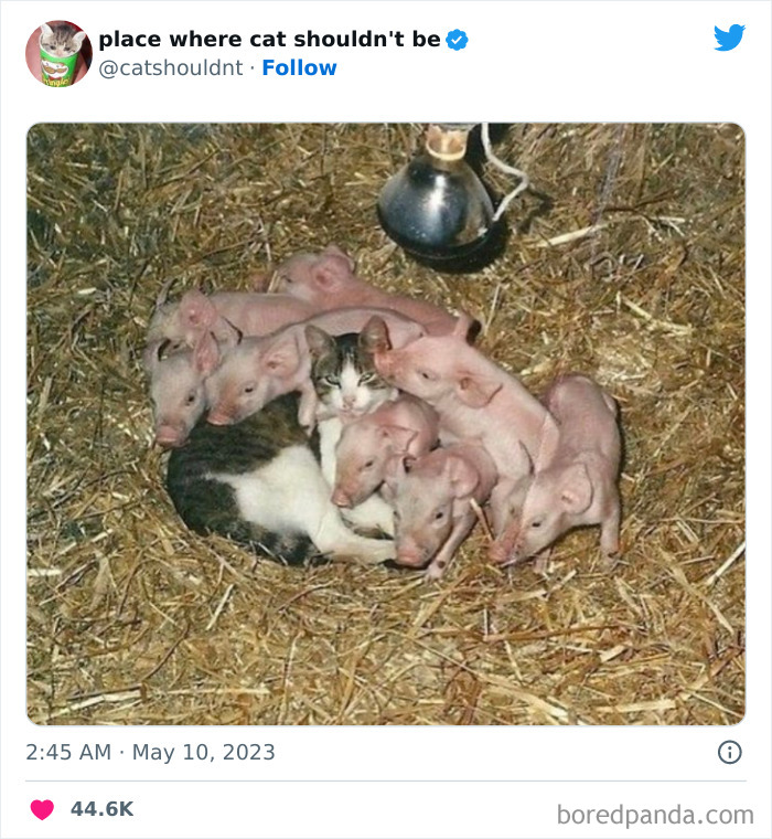 50 Hilarious Photos Of Cats Getting Into Places Where They Probably Shouldn’t Be (New Pics) 50 Hilarious Photos Of Cats Getting Into Places Where They Probably Shouldn’t Be (New Pics)