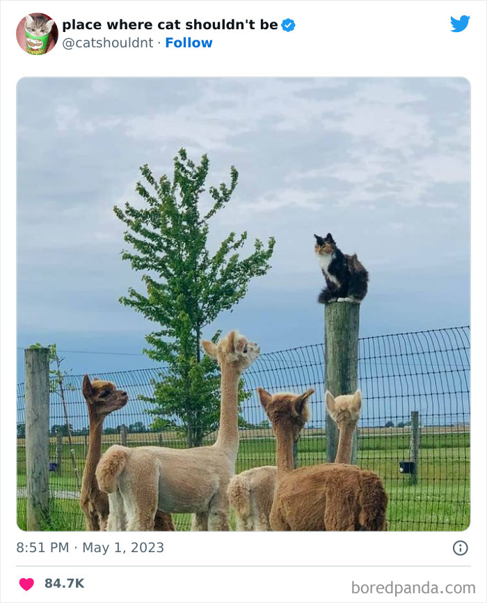 50 Hilarious Photos Of Cats Getting Into Places Where They Probably Shouldn’t Be (New Pics) 50 Hilarious Photos Of Cats Getting Into Places Where They Probably Shouldn’t Be (New Pics)