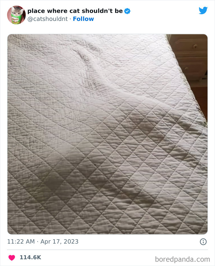 50 Hilarious Photos Of Cats Getting Into Places Where They Probably Shouldn’t Be (New Pics) 50 Hilarious Photos Of Cats Getting Into Places Where They Probably Shouldn’t Be (New Pics)