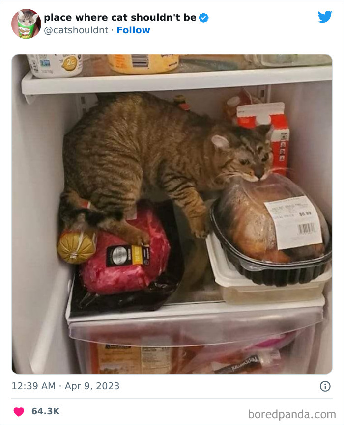 50 Hilarious Photos Of Cats Getting Into Places Where They Probably Shouldn’t Be (New Pics) 50 Hilarious Photos Of Cats Getting Into Places Where They Probably Shouldn’t Be (New Pics)
