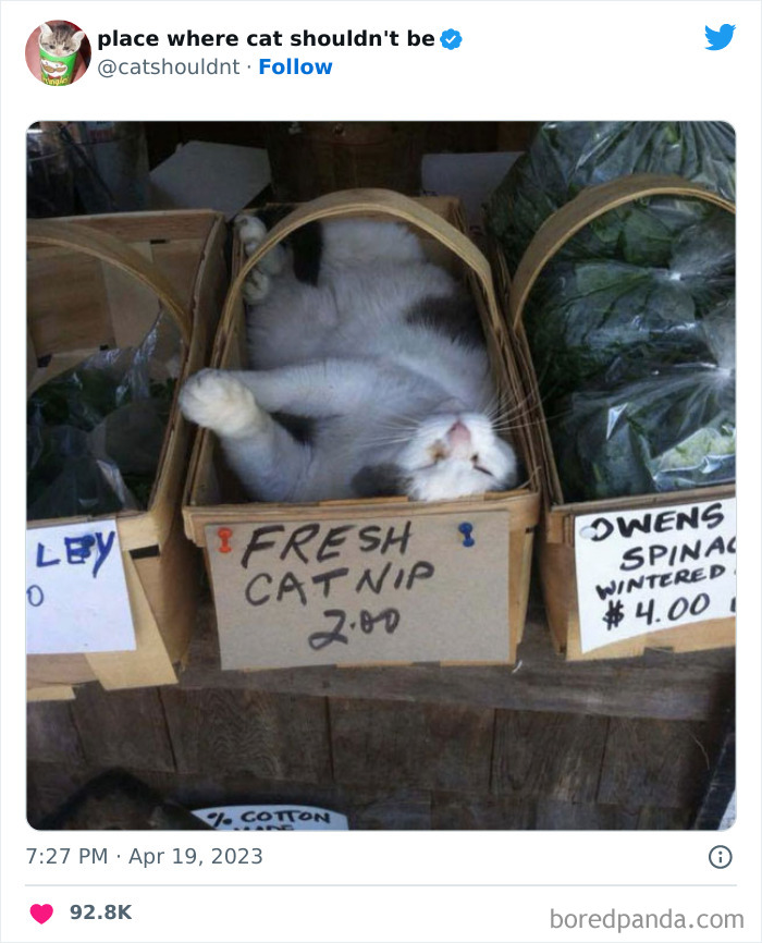 50 Hilarious Photos Of Cats Getting Into Places Where They Probably Shouldn’t Be (New Pics) 50 Hilarious Photos Of Cats Getting Into Places Where They Probably Shouldn’t Be (New Pics)