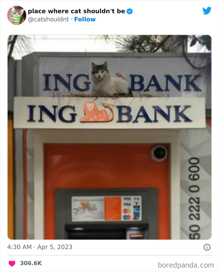 50 Hilarious Photos Of Cats Getting Into Places Where They Probably Shouldn’t Be (New Pics) 50 Hilarious Photos Of Cats Getting Into Places Where They Probably Shouldn’t Be (New Pics)