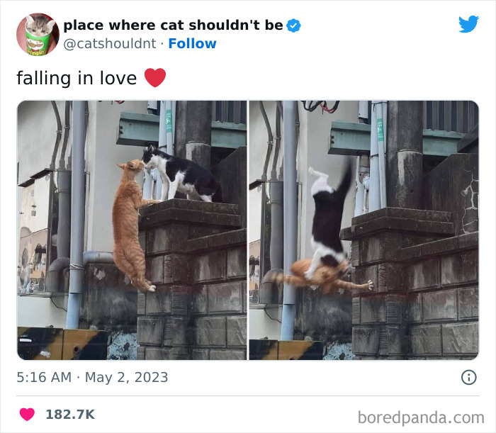 50 Hilarious Photos Of Cats Getting Into Places Where They Probably Shouldn’t Be (New Pics) 50 Hilarious Photos Of Cats Getting Into Places Where They Probably Shouldn’t Be (New Pics)