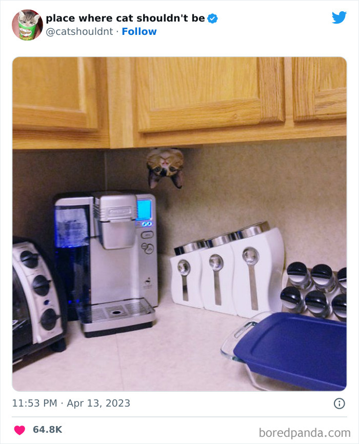 50 Hilarious Photos Of Cats Getting Into Places Where They Probably Shouldn’t Be (New Pics) 50 Hilarious Photos Of Cats Getting Into Places Where They Probably Shouldn’t Be (New Pics)