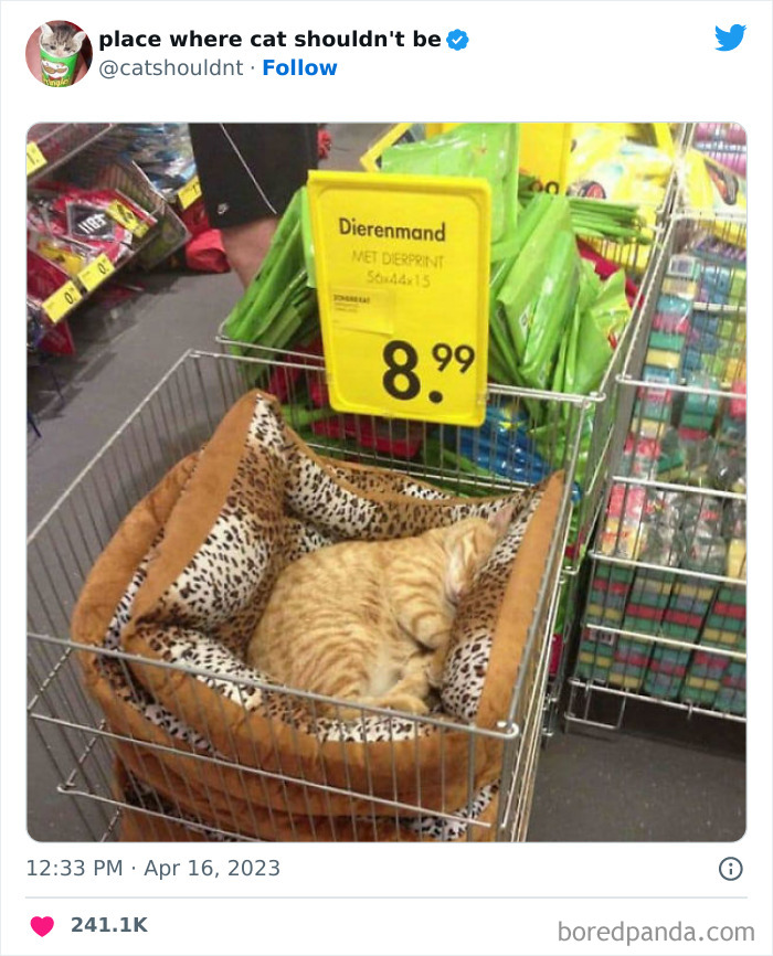 50 Hilarious Photos Of Cats Getting Into Places Where They Probably Shouldn’t Be (New Pics) 50 Hilarious Photos Of Cats Getting Into Places Where They Probably Shouldn’t Be (New Pics)