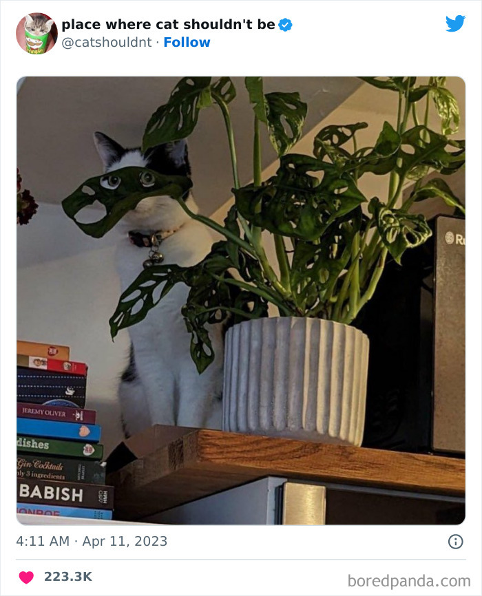 50 Hilarious Photos Of Cats Getting Into Places Where They Probably Shouldn’t Be (New Pics) 50 Hilarious Photos Of Cats Getting Into Places Where They Probably Shouldn’t Be (New Pics)