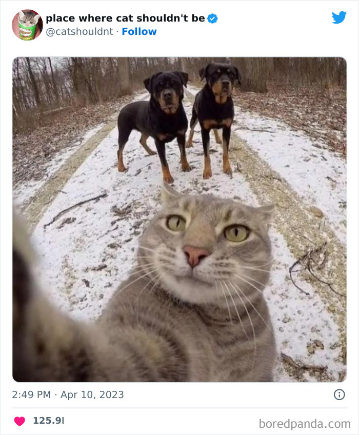 50 Hilarious Photos Of Cats Getting Into Places Where They Probably Shouldn’t Be (New Pics) 50 Hilarious Photos Of Cats Getting Into Places Where They Probably Shouldn’t Be (New Pics)