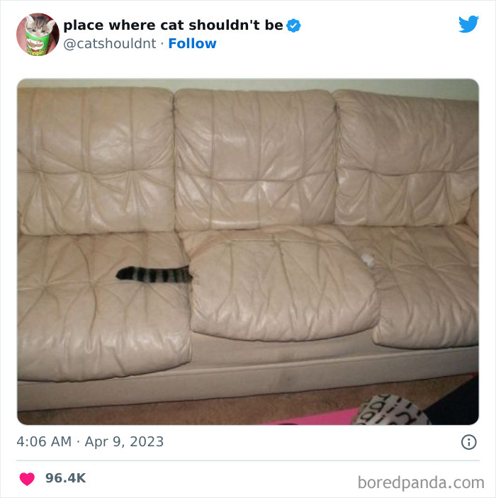 50 Hilarious Photos Of Cats Getting Into Places Where They Probably Shouldn’t Be (New Pics) 50 Hilarious Photos Of Cats Getting Into Places Where They Probably Shouldn’t Be (New Pics)