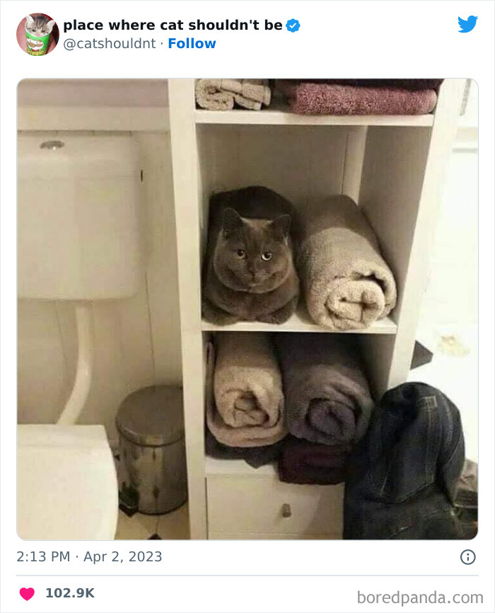 50 Hilarious Photos Of Cats Getting Into Places Where They Probably Shouldn’t Be (New Pics) 50 Hilarious Photos Of Cats Getting Into Places Where They Probably Shouldn’t Be (New Pics)