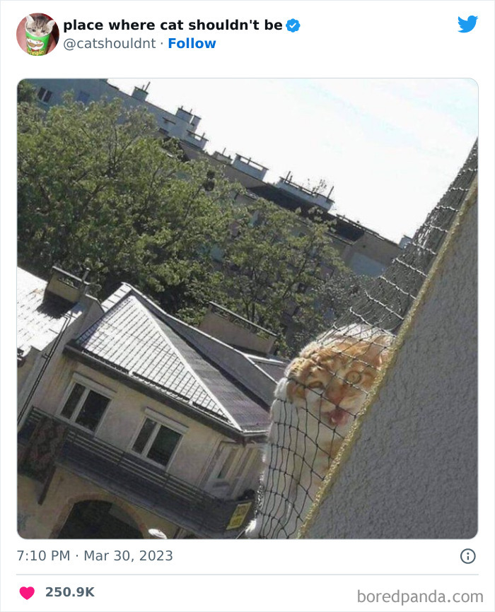 50 Hilarious Photos Of Cats Getting Into Places Where They Probably Shouldn’t Be (New Pics) 50 Hilarious Photos Of Cats Getting Into Places Where They Probably Shouldn’t Be (New Pics)