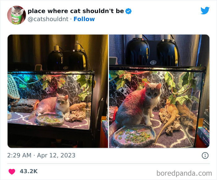 50 Hilarious Photos Of Cats Getting Into Places Where They Probably Shouldn’t Be (New Pics) 50 Hilarious Photos Of Cats Getting Into Places Where They Probably Shouldn’t Be (New Pics)