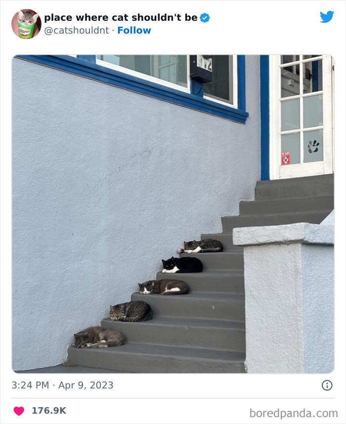 50 Hilarious Photos Of Cats Getting Into Places Where They Probably Shouldn’t Be (New Pics) 50 Hilarious Photos Of Cats Getting Into Places Where They Probably Shouldn’t Be (New Pics)