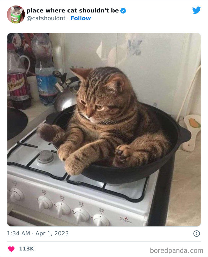 50 Hilarious Photos Of Cats Getting Into Places Where They Probably Shouldn’t Be (New Pics) 50 Hilarious Photos Of Cats Getting Into Places Where They Probably Shouldn’t Be (New Pics)