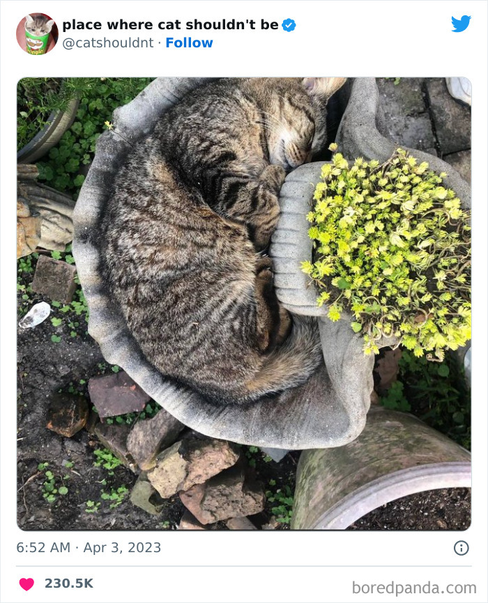 50 Hilarious Photos Of Cats Getting Into Places Where They Probably Shouldn’t Be (New Pics) 50 Hilarious Photos Of Cats Getting Into Places Where They Probably Shouldn’t Be (New Pics)