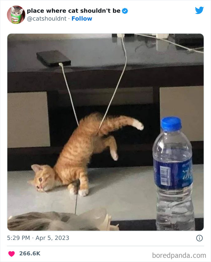 50 Hilarious Photos Of Cats Getting Into Places Where They Probably Shouldn’t Be (New Pics) 50 Hilarious Photos Of Cats Getting Into Places Where They Probably Shouldn’t Be (New Pics)