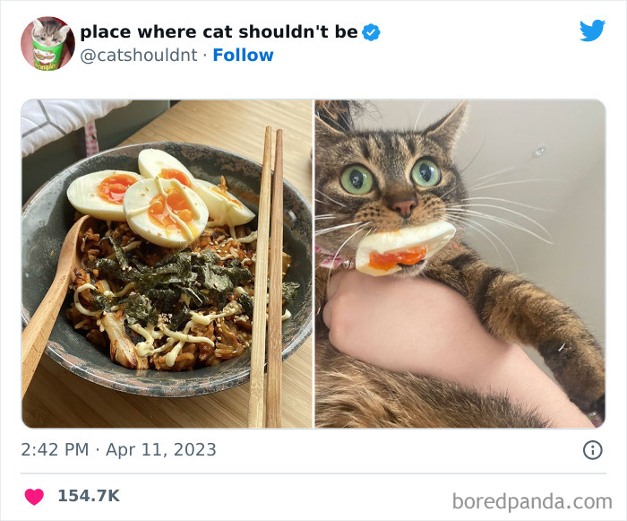 50 Hilarious Photos Of Cats Getting Into Places Where They Probably Shouldn’t Be (New Pics) 50 Hilarious Photos Of Cats Getting Into Places Where They Probably Shouldn’t Be (New Pics)