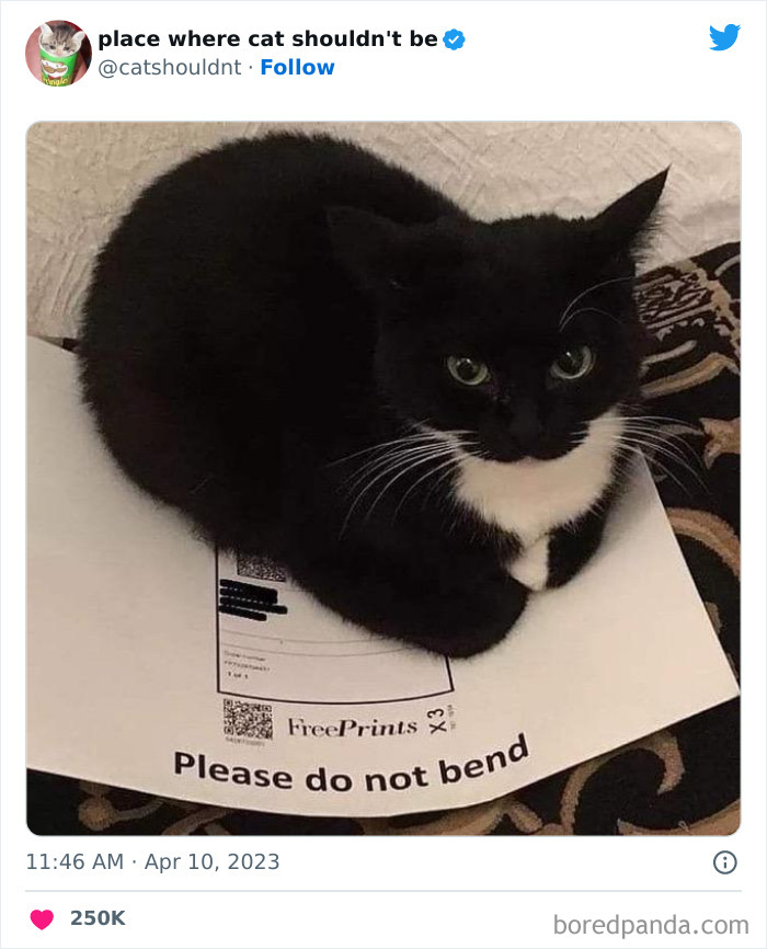 50 Hilarious Photos Of Cats Getting Into Places Where They Probably Shouldn’t Be (New Pics) 50 Hilarious Photos Of Cats Getting Into Places Where They Probably Shouldn’t Be (New Pics)