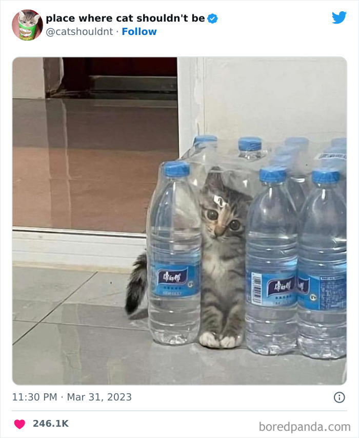 50 Hilarious Photos Of Cats Getting Into Places Where They Probably Shouldn’t Be (New Pics) 50 Hilarious Photos Of Cats Getting Into Places Where They Probably Shouldn’t Be (New Pics)