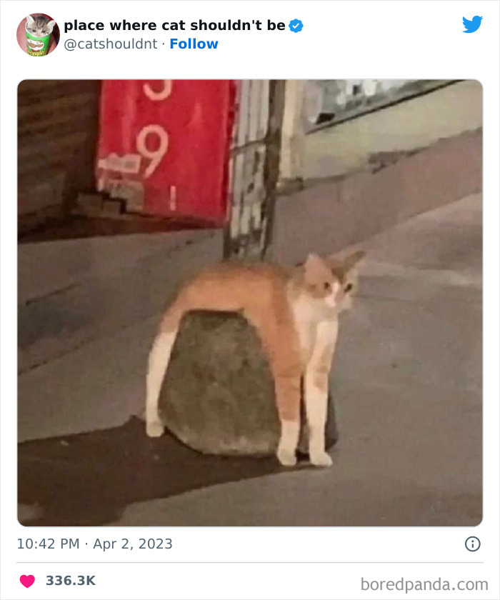 50 Hilarious Photos Of Cats Getting Into Places Where They Probably Shouldn’t Be (New Pics) 50 Hilarious Photos Of Cats Getting Into Places Where They Probably Shouldn’t Be (New Pics)