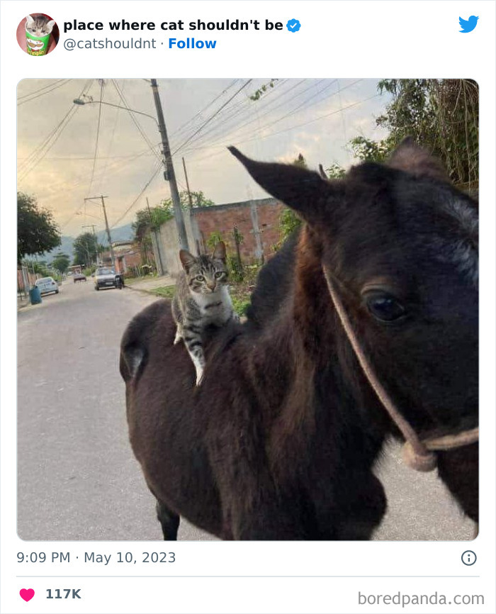 50 Hilarious Photos Of Cats Getting Into Places Where They Probably Shouldn’t Be (New Pics) 50 Hilarious Photos Of Cats Getting Into Places Where They Probably Shouldn’t Be (New Pics)