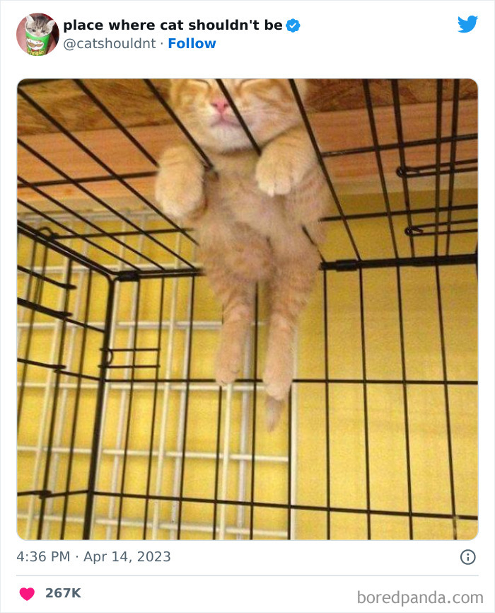 50 Hilarious Photos Of Cats Getting Into Places Where They Probably Shouldn’t Be (New Pics) 50 Hilarious Photos Of Cats Getting Into Places Where They Probably Shouldn’t Be (New Pics)