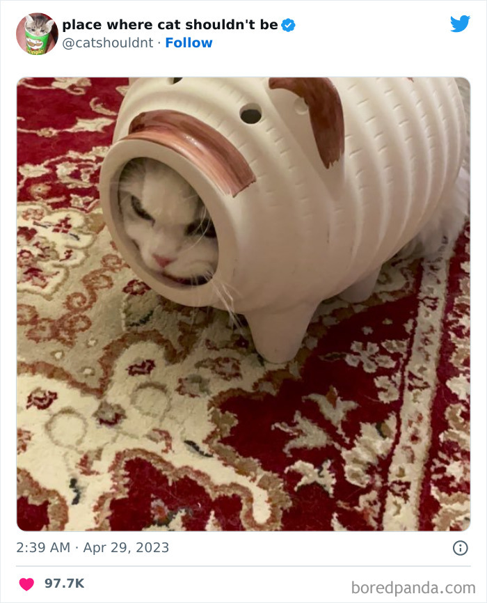 50 Hilarious Photos Of Cats Getting Into Places Where They Probably Shouldn’t Be (New Pics) 50 Hilarious Photos Of Cats Getting Into Places Where They Probably Shouldn’t Be (New Pics)