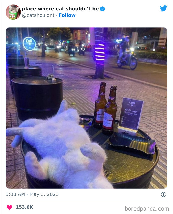 50 Hilarious Photos Of Cats Getting Into Places Where They Probably Shouldn’t Be (New Pics) 50 Hilarious Photos Of Cats Getting Into Places Where They Probably Shouldn’t Be (New Pics)