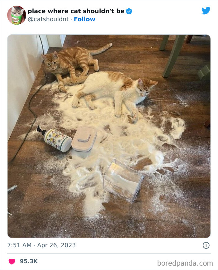 50 Hilarious Photos Of Cats Getting Into Places Where They Probably Shouldn’t Be (New Pics) 50 Hilarious Photos Of Cats Getting Into Places Where They Probably Shouldn’t Be (New Pics)