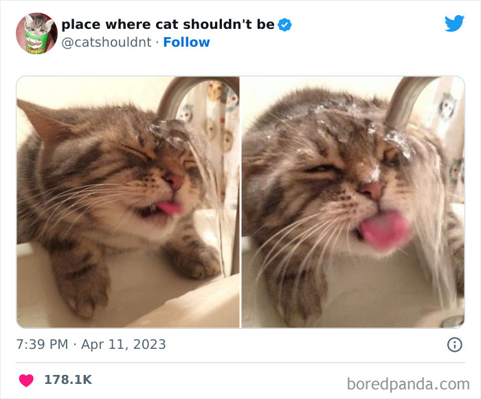 50 Hilarious Photos Of Cats Getting Into Places Where They Probably Shouldn’t Be (New Pics) 50 Hilarious Photos Of Cats Getting Into Places Where They Probably Shouldn’t Be (New Pics)