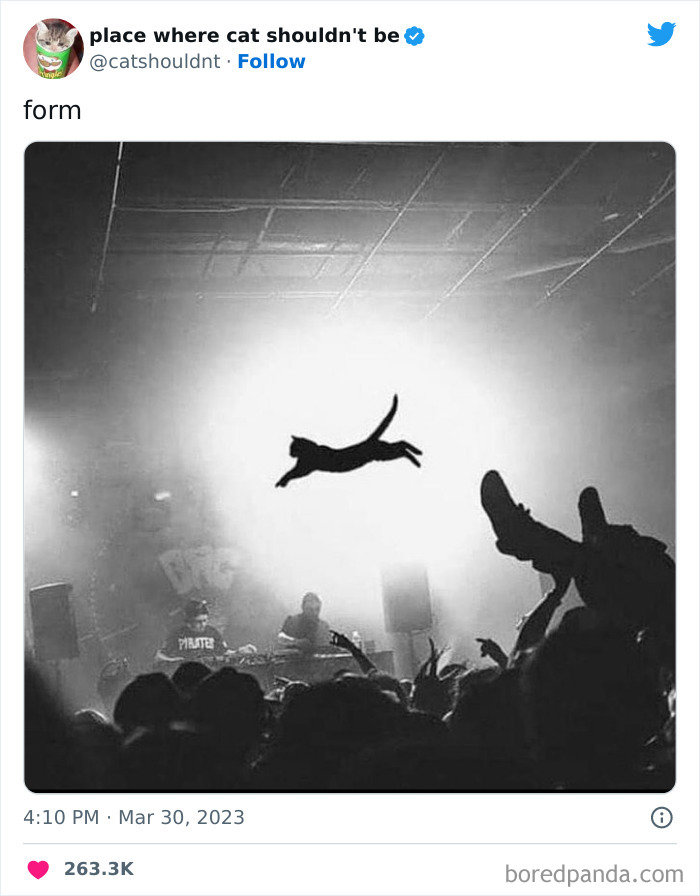 50 Hilarious Photos Of Cats Getting Into Places Where They Probably Shouldn’t Be (New Pics) 50 Hilarious Photos Of Cats Getting Into Places Where They Probably Shouldn’t Be (New Pics)