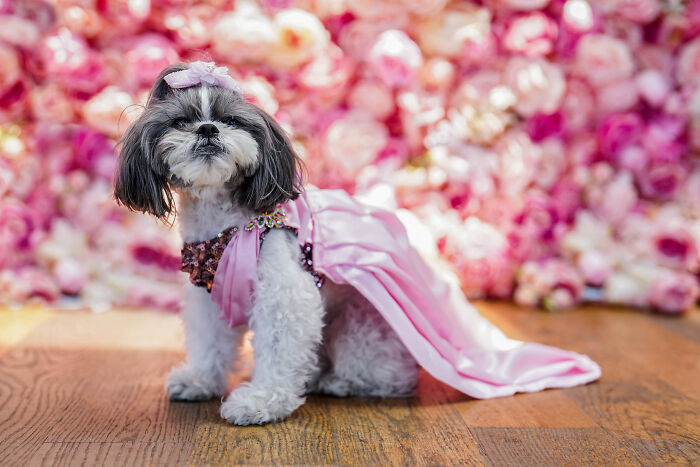 Pets In Recreated Outfits From The Met Gala By Anthony Rubio (18 Pics) Pets In Recreated Outfits From The Met Gala By Anthony Rubio (18 Pics)