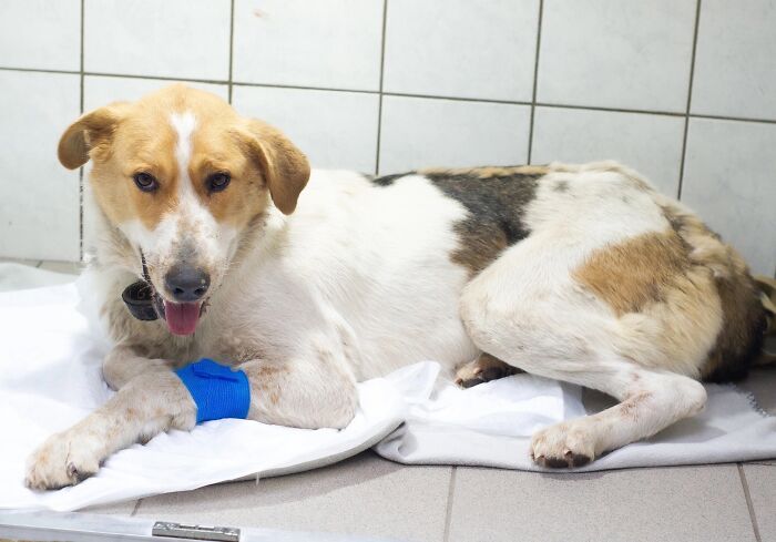 Marusya Was Hit By A Train, But She Survived And Is Currently In Search For A New Home Marusya Was Hit By A Train, But She Survived And Is Currently In Search For A New Home