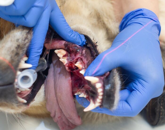 Marusya Was Hit By A Train, But She Survived And Is Currently In Search For A New Home Marusya Was Hit By A Train, But She Survived And Is Currently In Search For A New Home