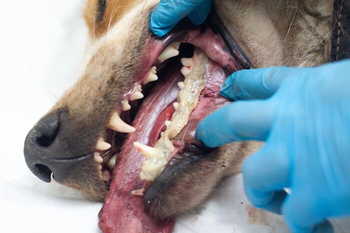 Marusya Was Hit By A Train, But She Survived And Is Currently In Search For A New Home Marusya Was Hit By A Train, But She Survived And Is Currently In Search For A New Home