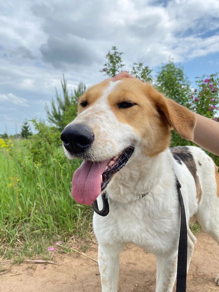 Marusya Was Hit By A Train, But She Survived And Is Currently In Search For A New Home Marusya Was Hit By A Train, But She Survived And Is Currently In Search For A New Home