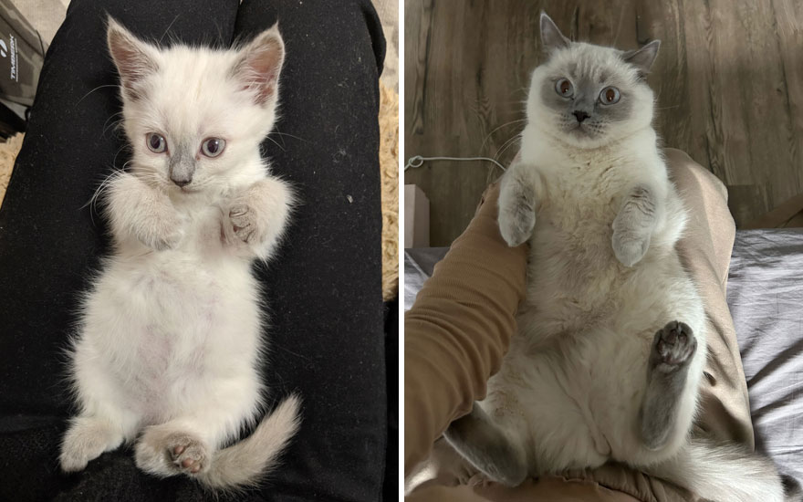45 Wholesome Pics Of Kittens Growing Into Cats, As Shared On This “Cat Grows” Group (New Pics) 45 Wholesome Pics Of Kittens Growing Into Cats, As Shared On This “Cat Grows” Group (New Pics)